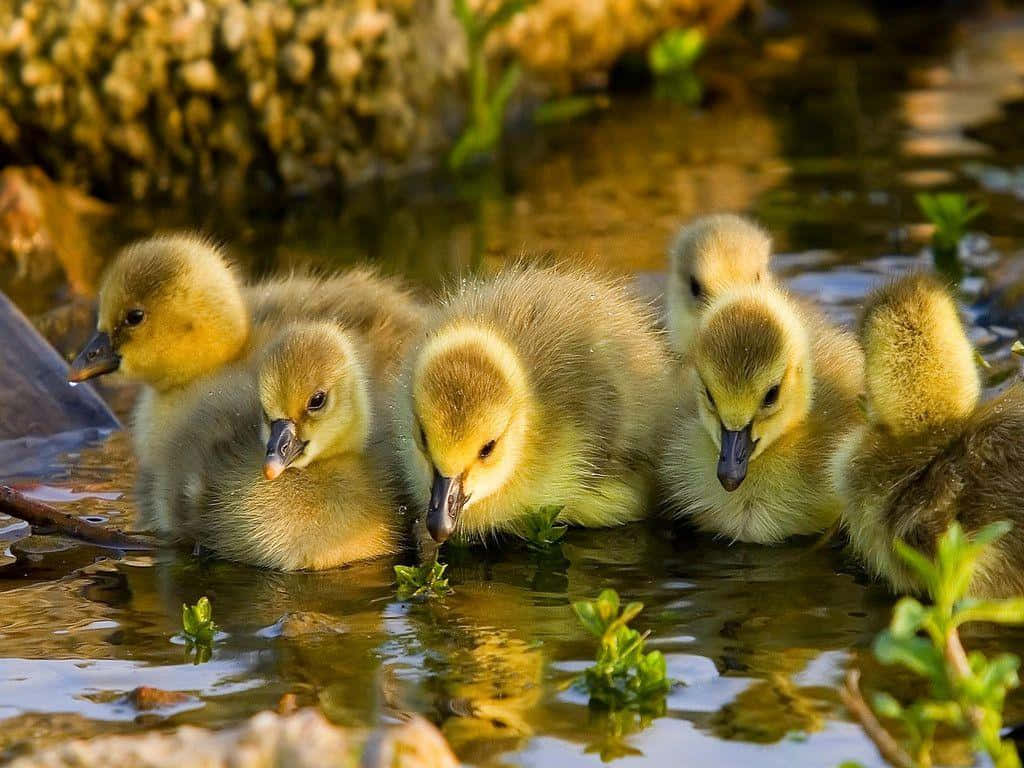 hình nền điện thoại con vịt cute 0035