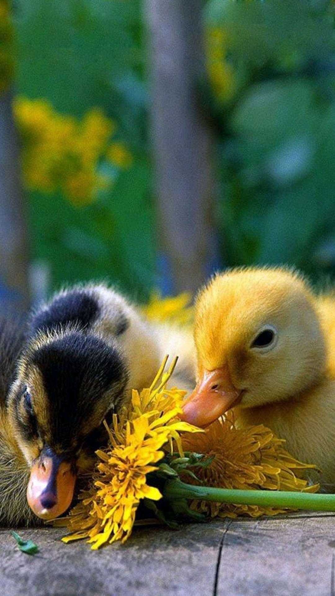 hình nền điện thoại con vịt cute 0038