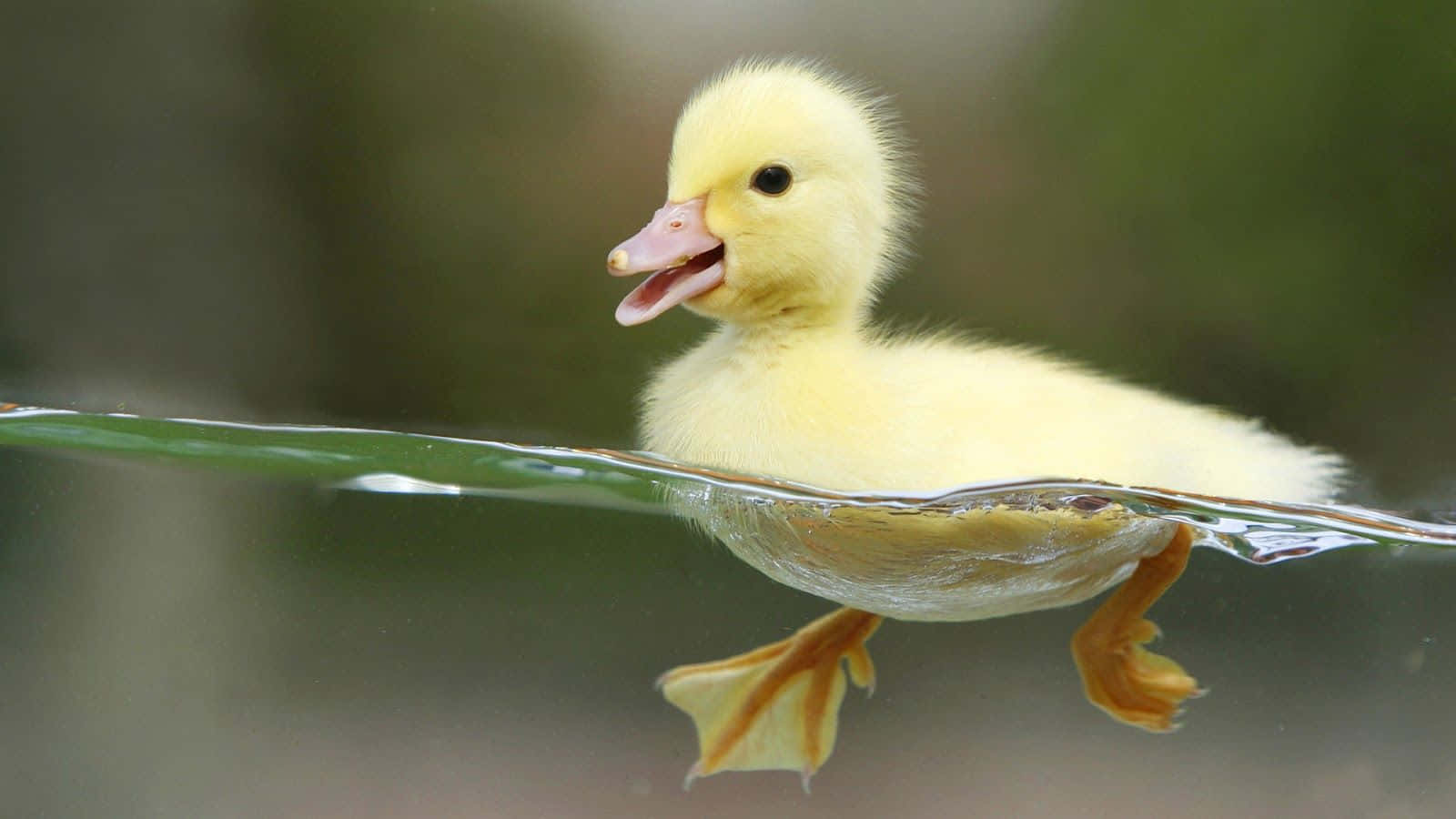 hình nền điện thoại con vịt cute 0050