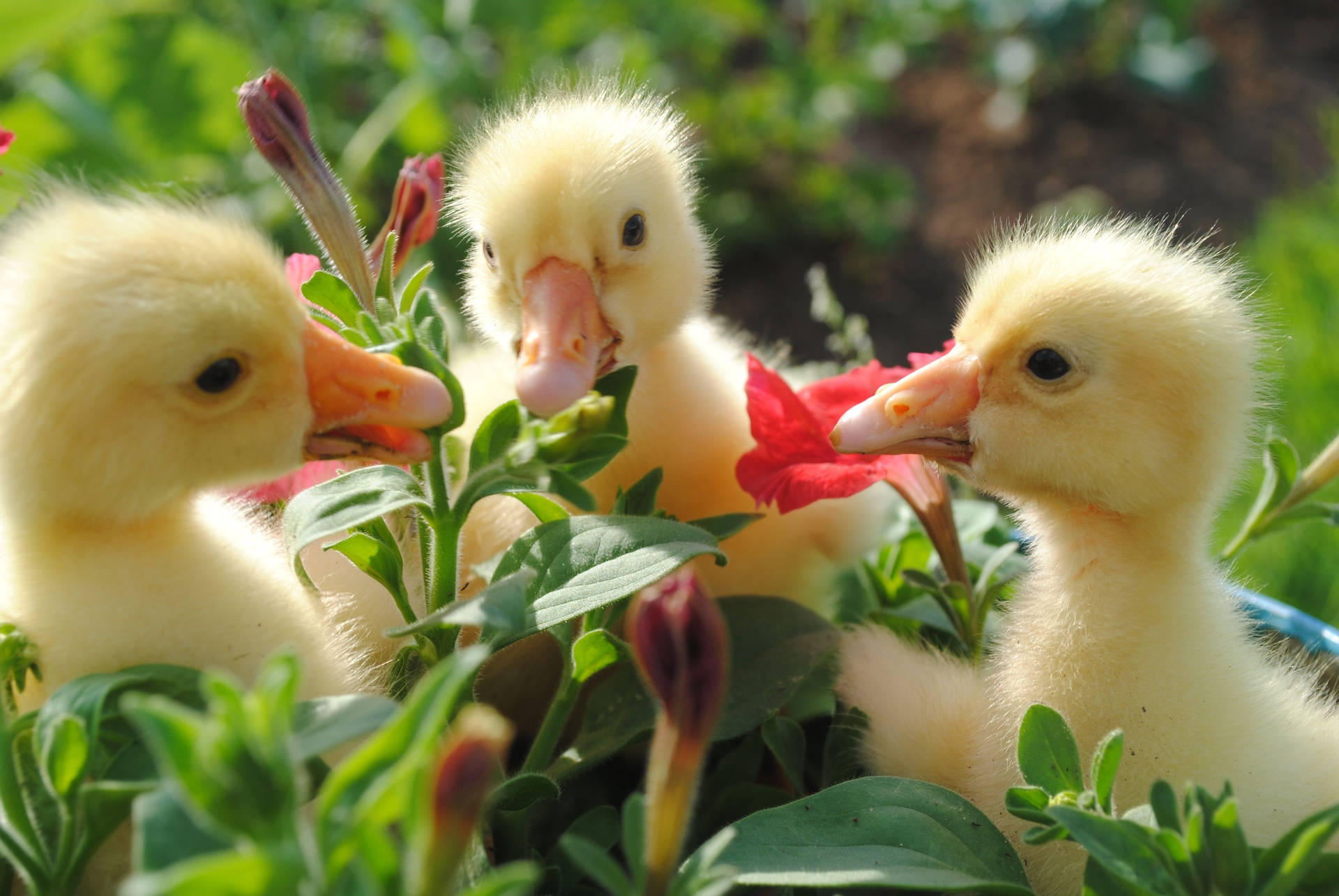 hình nền điện thoại con vịt cute 0058