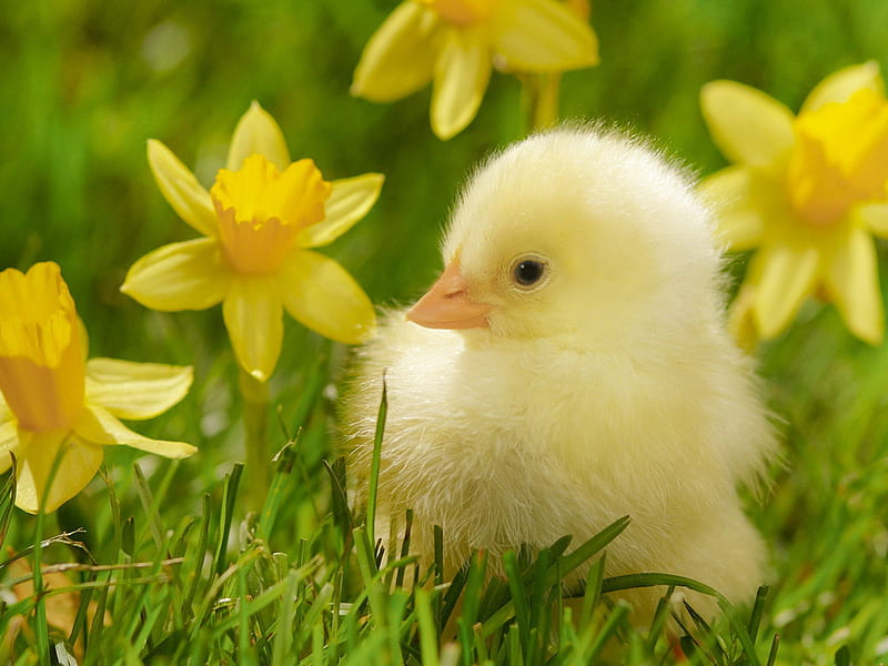 hình nền điện thoại con vịt cute 0062