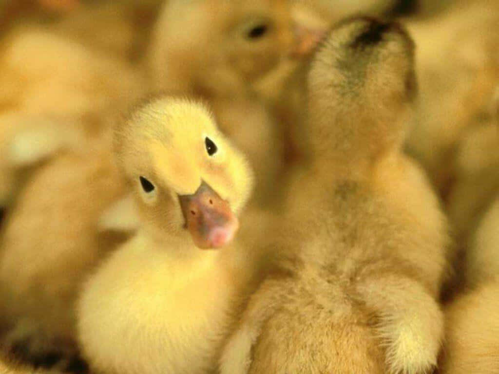 hình nền điện thoại con vịt cute 0065