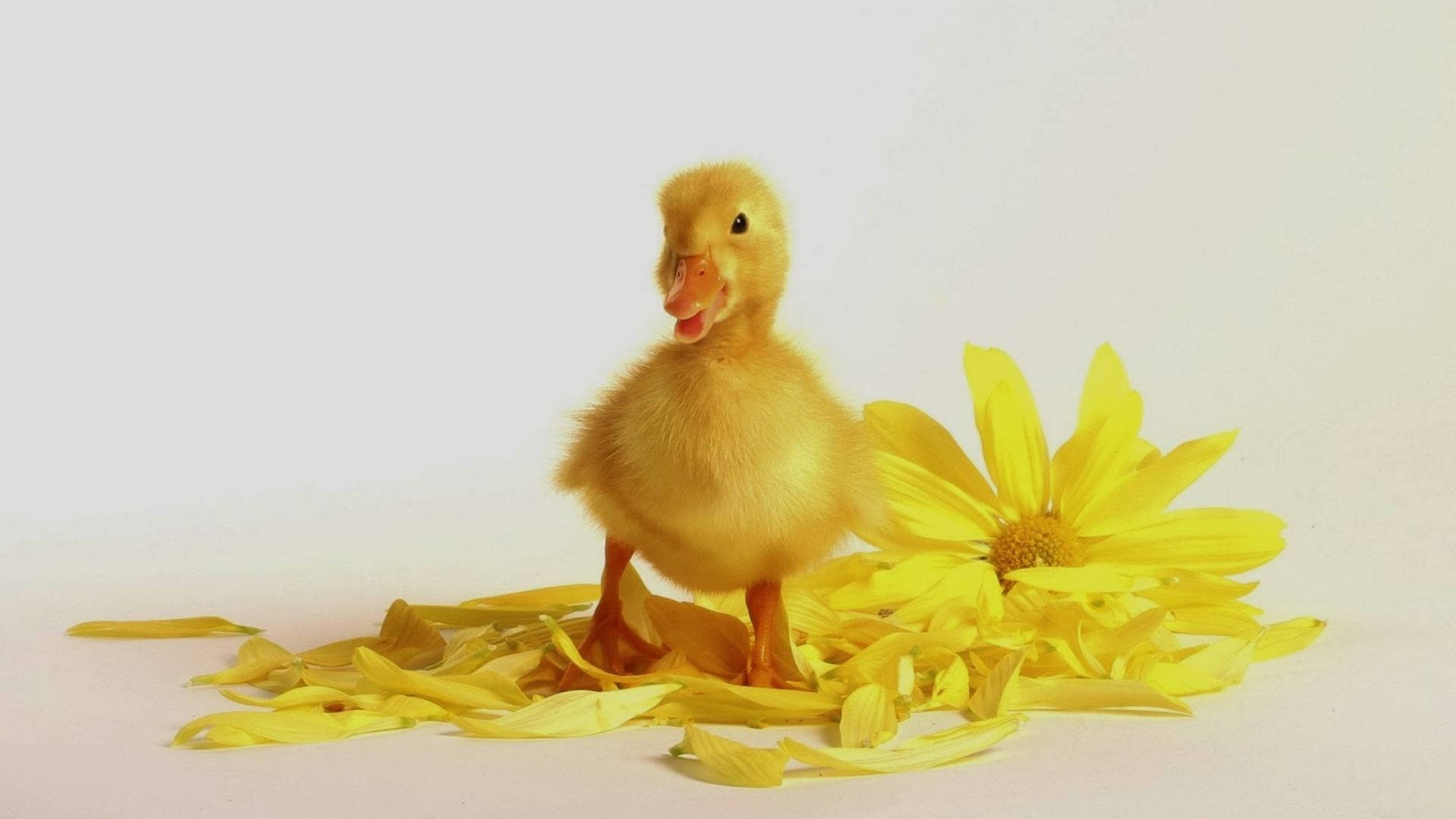 hình nền điện thoại con vịt cute 0068