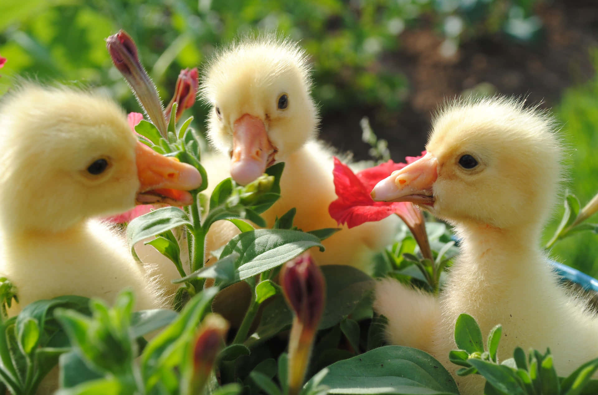 hình nền điện thoại con vịt cute 0081