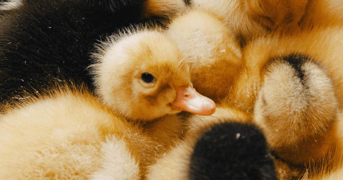 hình nền điện thoại con vịt cute 0099